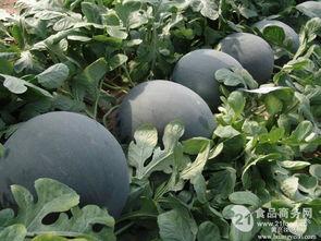 今日各瓜价格,今日瓜果市场行情一览