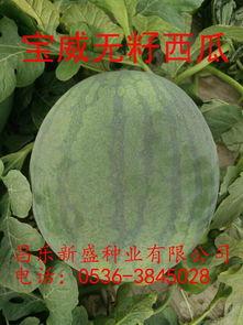 今日各瓜价格,今日瓜果市场行情一览