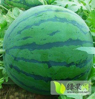 昌乐黄皮瓜今日价格,品质瓜果，实惠之选