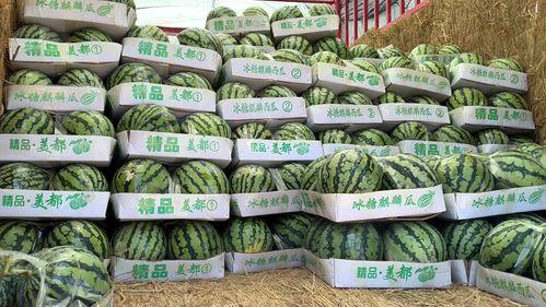 麒麟瓜今日零售价格行情,品质与实惠的完美结合