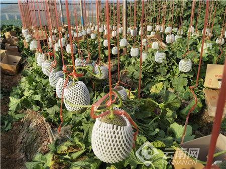 通海今日小瓜价格,今日行情一览