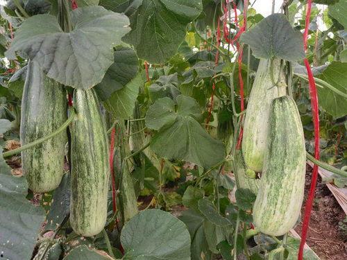 通海今日小瓜价格,今日行情一览