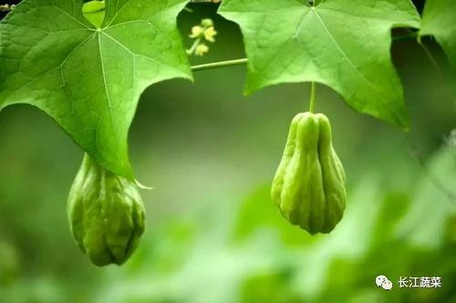 佛手瓜价格今日价,市场行情一览”