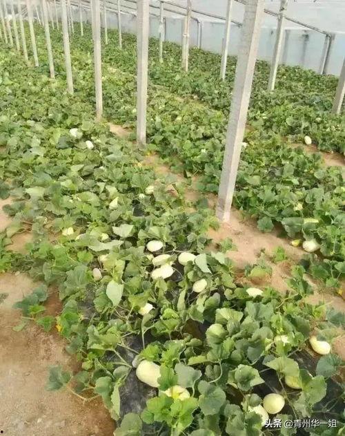 今日银瓜价格,今日银瓜价格波动解析