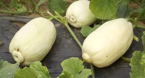 今日银瓜价格,今日银瓜价格波动解析