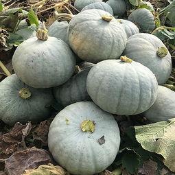 今日银瓜价格,今日银瓜价格波动解析