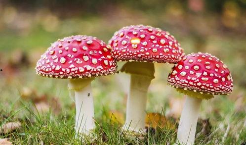 17c吃瓜黑料蘑菇视频在线