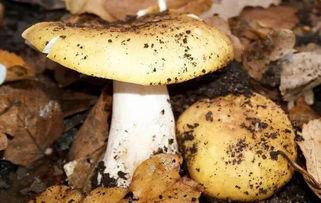 17c吃瓜黑料蘑菇视频在线