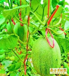 海南今日哈密瓜价格,新鲜上市，实惠之选