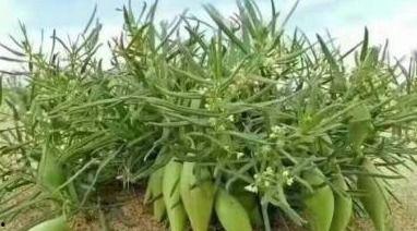 稍瓜今日价格,市场行情一览”