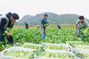 稍瓜今日价格,市场行情一览”