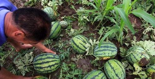 今日平远瓜收购价,瓜农笑迎丰收季”