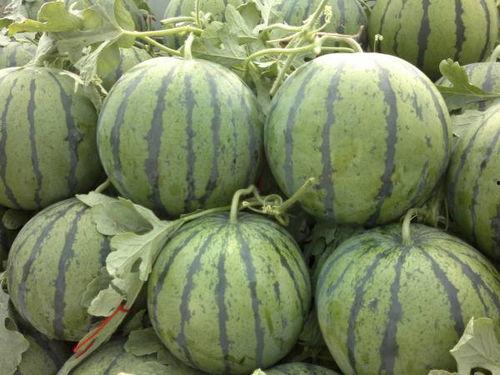 今日平远瓜收购价,瓜农笑迎丰收季”