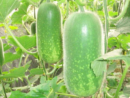 155fun热门大瓜今日大瓜,今日大瓜盘点，揭秘娱乐圈最新热点