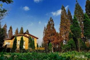 酒泉瓜州今日价格,新鲜采摘直供市场