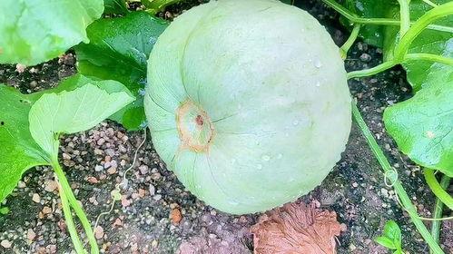 今日元谋三叶瓜价格,市场波动下的新鲜动态