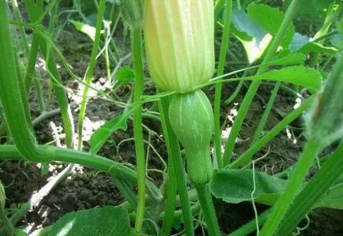 今日元谋三叶瓜价格,市场波动下的新鲜动态