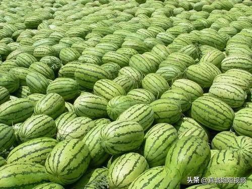 今日吃瓜热门大瓜在线吃瓜,在线吃瓜，揭秘娱乐圈最新动态