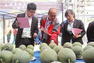 高官寨哈密瓜今日价格,价格行情一览”