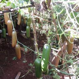 今日香水瓜种子价格,今日行情一览