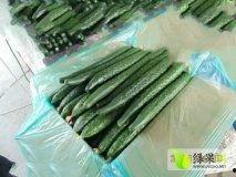 滑县瓜今日行情,丰收喜悦与价格波动并存