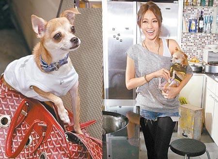 明星网红宠物叫什么来着,网红宠物们的独特昵称大盘点