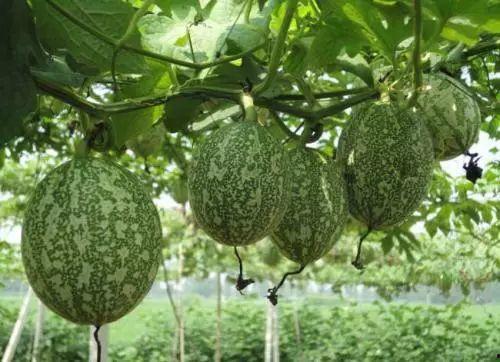 小吊瓜产地今日价格查询,行情波动解析”