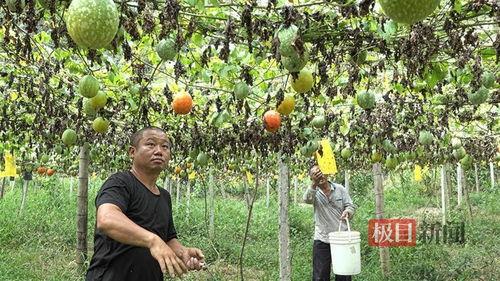 小吊瓜产地今日价格查询,行情波动解析”