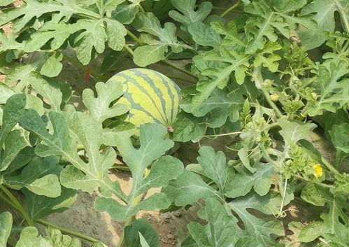 今日瓜价格5月10号,今日瓜价动态一览