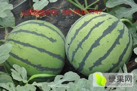 今日瓜价格5月10号,今日瓜价动态一览