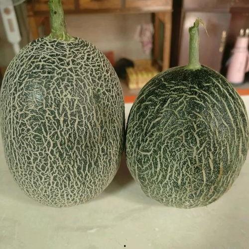 江南哈密瓜价格今日价,抢购热潮席卷市场