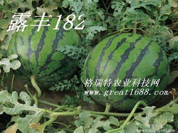 干瓜今日价格最新行情,干瓜今日价格行情一览