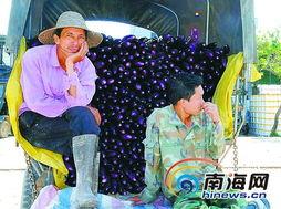 今日瓜菜行情,新鲜直供，价格波动一览