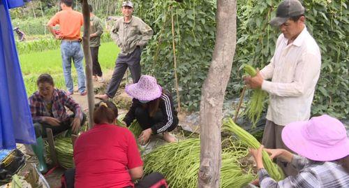 今日瓜菜行情,新鲜直供，价格波动一览