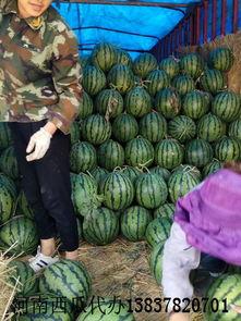 河南今日苹果小白瓜基地批发,苹果小白瓜基地批发市场行情一览”