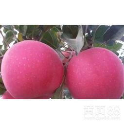 河南今日苹果小白瓜基地批发,苹果小白瓜基地批发市场行情一览”