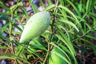 瓢瓜晒干有点黑可以吃吗,食用安全有保障