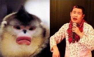 明星网红撞脸搞笑视频,搞笑视频笑翻网友