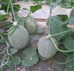 哈密瓜北海一号今日价格,市场行情一览”