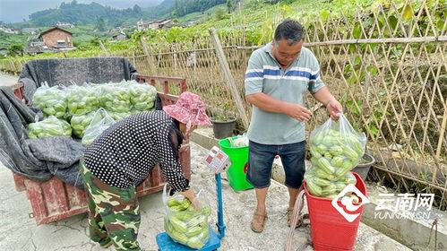文山洋瓜今日价格,市场行情一览”