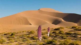 瓜州县沙河今日天气,今日晴空万里，微风拂面