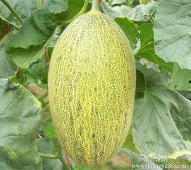 重庆哈密瓜今日价格行情,价格行情一览