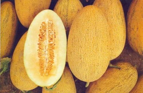 哈密瓜今日价钱表,新鲜上市，品质与价格同步更新