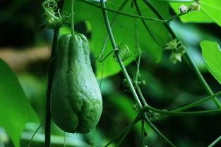 今日陕西佛手瓜价格,市场波动下的新鲜动态”