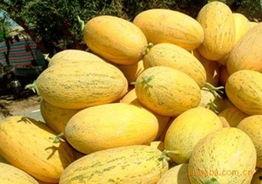 甘肃今日哈密瓜价格