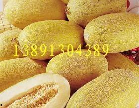 哈密瓜产地今日行情,新鲜上市，价格波动解析