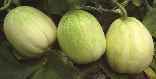 广西白水瓜今日收货价格,行情波动，市场动态一览”