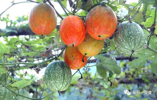 蒲城吊瓜今日价格查询表,市场行情实时更新