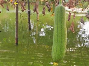 今日鲜瓜最新价格行情