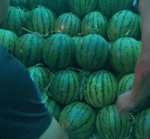 二瓜今日价格行情,价格波动解析与市场趋势洞察”